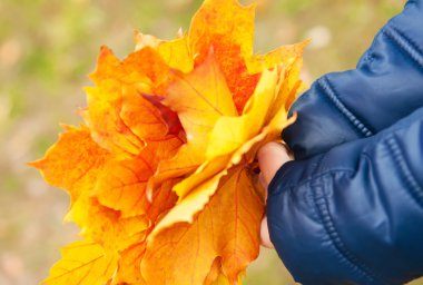 Sarı sonbahar yaprakları