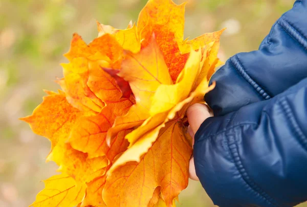 Hojas amarillas de otoño —  Fotos de Stock