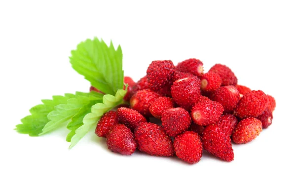 Wild strawberry — Stock Photo, Image