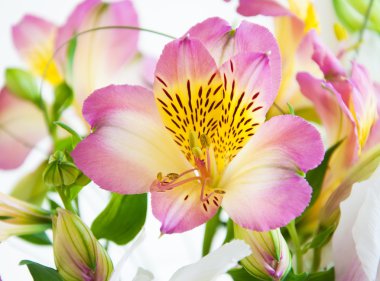 alstroemeria buket
