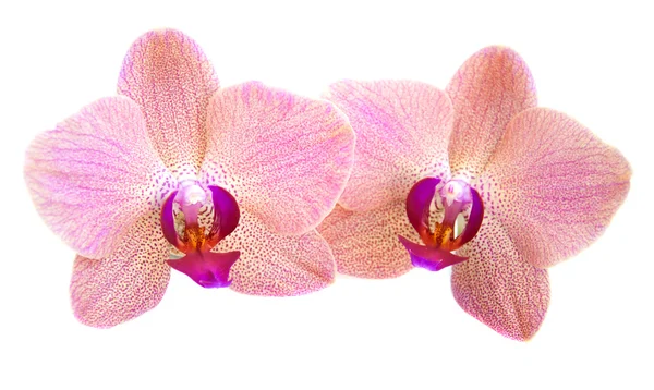 Pink orchids — Stock Photo, Image