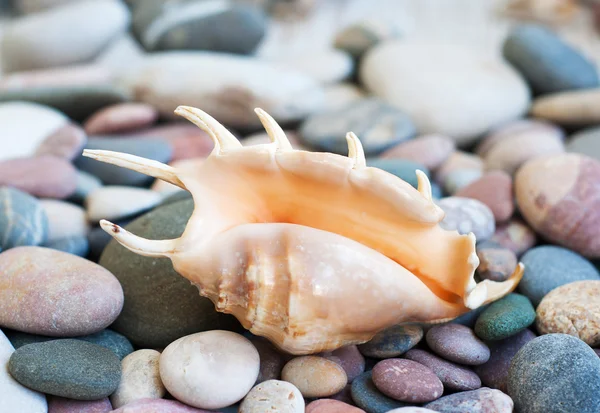 Plaża kamienie — Zdjęcie stockowe