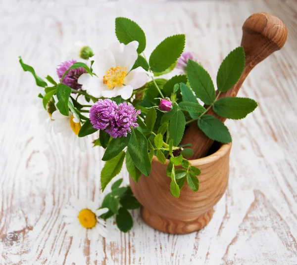 Flores y hierbas silvestres — Foto de Stock