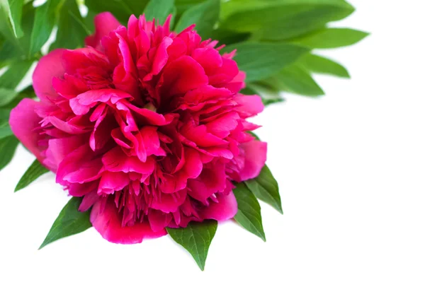 Peonia rosa — Foto Stock