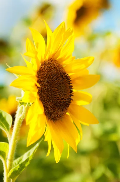 Zonnebloemen — Stockfoto