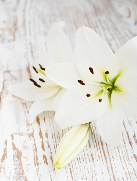Fiore di giglio bianco — Foto Stock