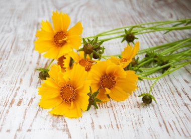 Sarı kozmos çiçekleri