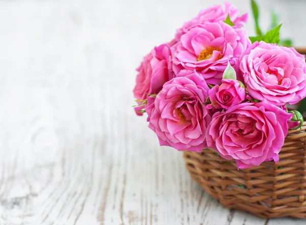 Pink roses — Stock Photo, Image