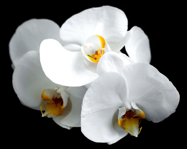 White orchids — Stock Photo, Image