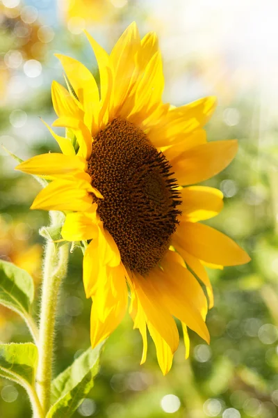 Zonnebloemen — Stockfoto