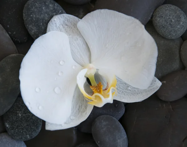 White orchid on a beach stones — Stock Photo, Image