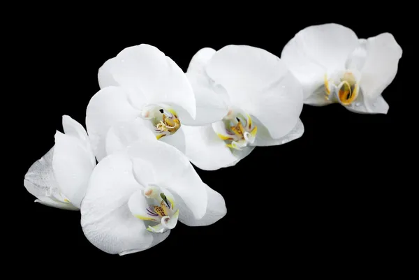 Orquídeas brancas — Fotografia de Stock