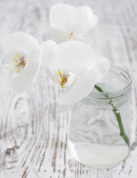 Ramo de orquídeas —  Fotos de Stock