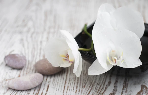 Orchids spa — Stock Photo, Image