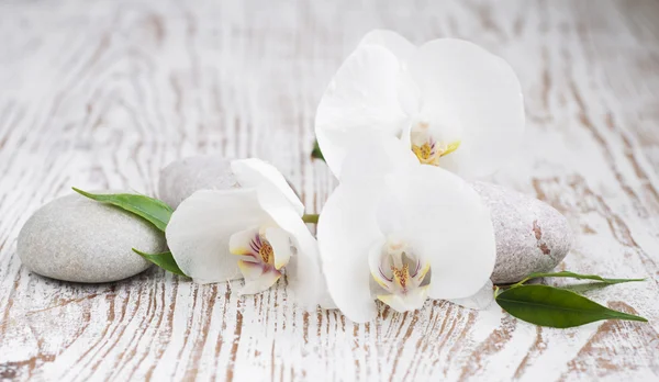 Orchidées spa — Photo