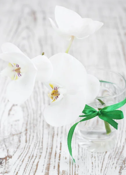 蘭の花の花束 — ストック写真