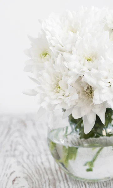 White Chrysanthemum — Stock Photo, Image