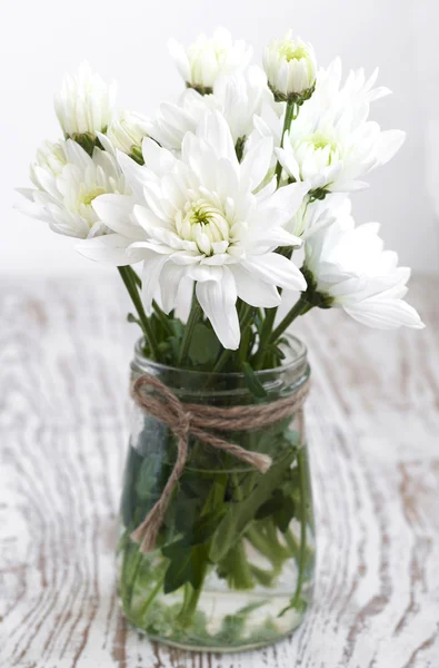 Witte chrysant — Stockfoto