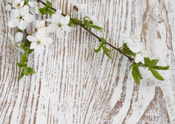 Fiore di ciliegio — Foto Stock