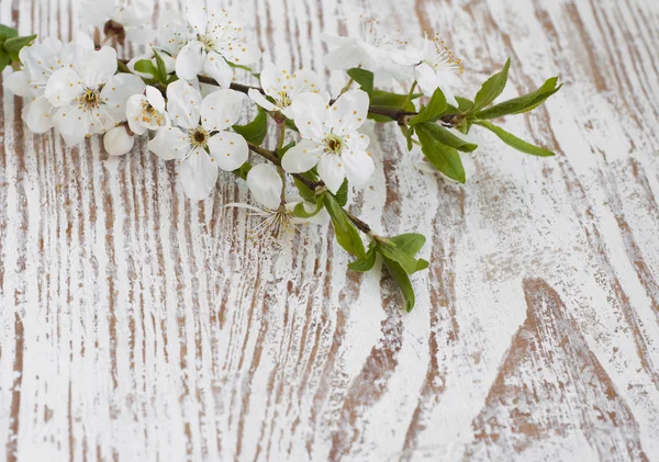 Flor de cerezo — Foto de Stock