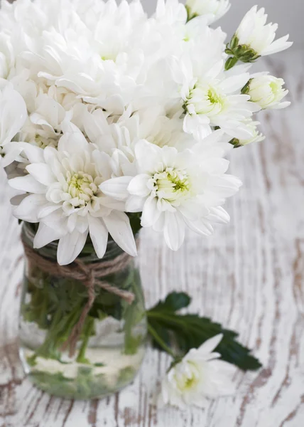 Bílé chrysanthemum — Stock fotografie