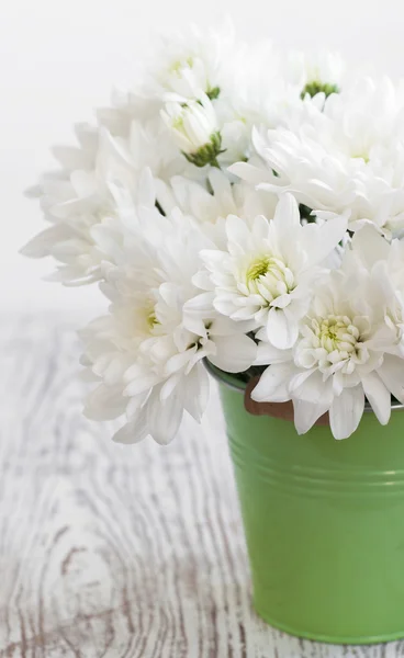 Bílé chrysanthemum — Stock fotografie