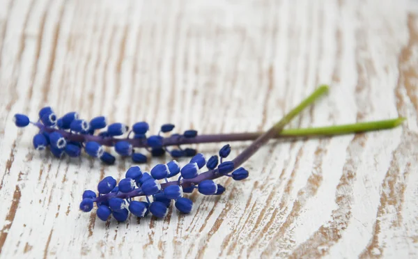 Grape hyacinth — Stock Photo, Image