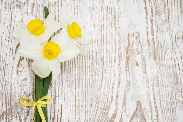 Daffodilos — Fotografia de Stock