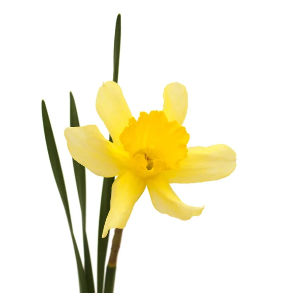 Daffodil — Stock Photo, Image