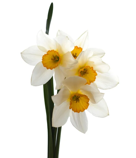 Daffodils — Stock Photo, Image