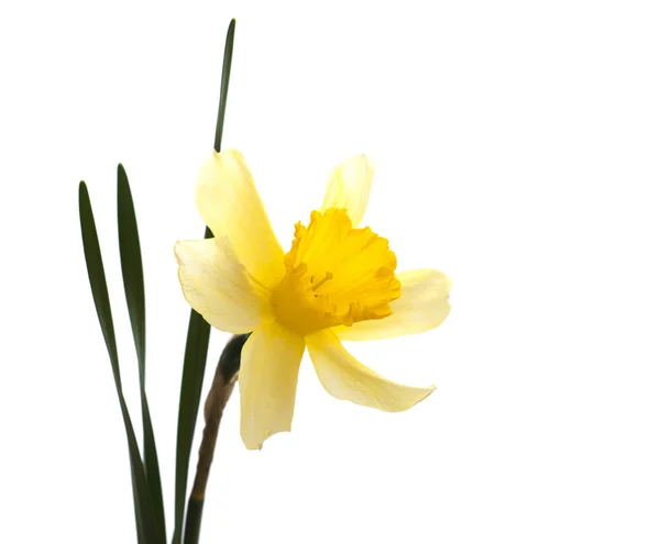 Daffodil — Stock Photo, Image