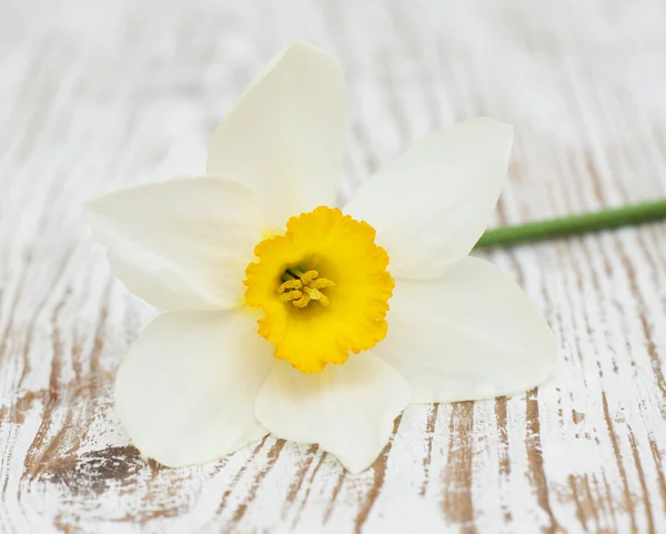 Narciso. — Foto de Stock