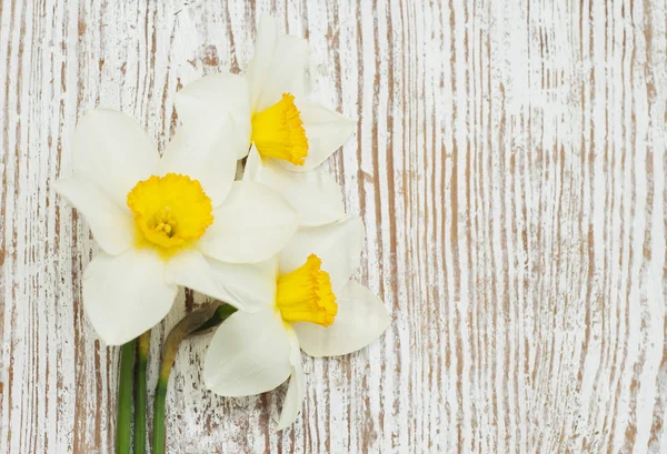 Daffodils — Stock Photo, Image