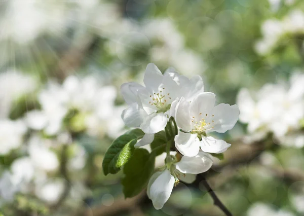 Fiore di mela — Foto Stock