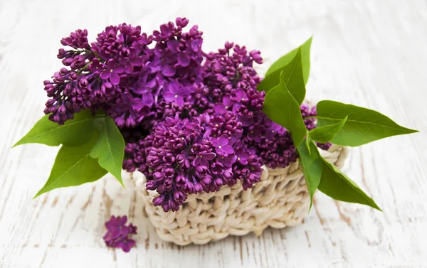 Lilas dans un panier — Photo