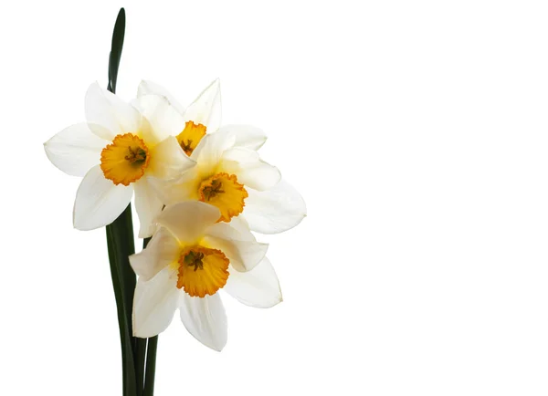 Daffodils — Stock Photo, Image