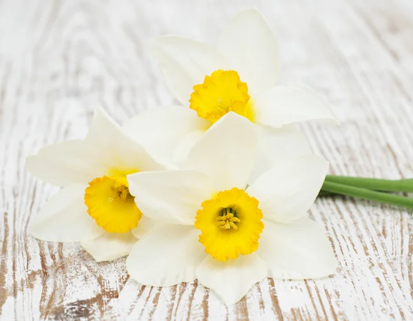 Daffodils — Stock Photo, Image