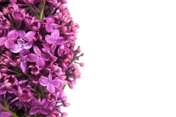 Bordure de fleurs lilas — Photo