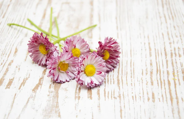 Rosa Gänseblümchen — Stockfoto