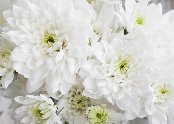 White Chrysanthemum — Stock Photo, Image