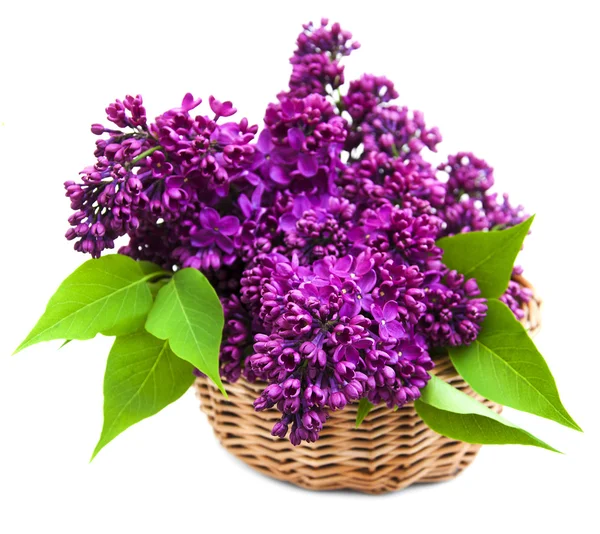 Verano flores lila en cesta — Foto de Stock
