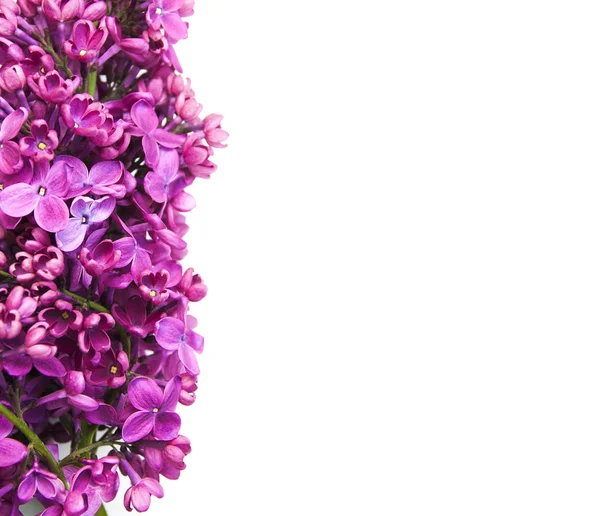Квітучий Бузок — стокове фото