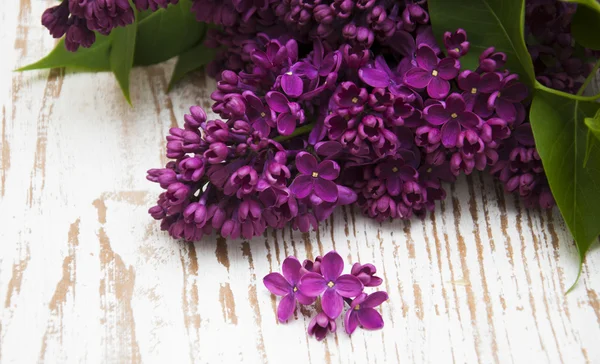 Lilac flowers — Stock Photo, Image