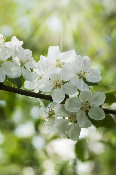 Apple květ — Stock fotografie