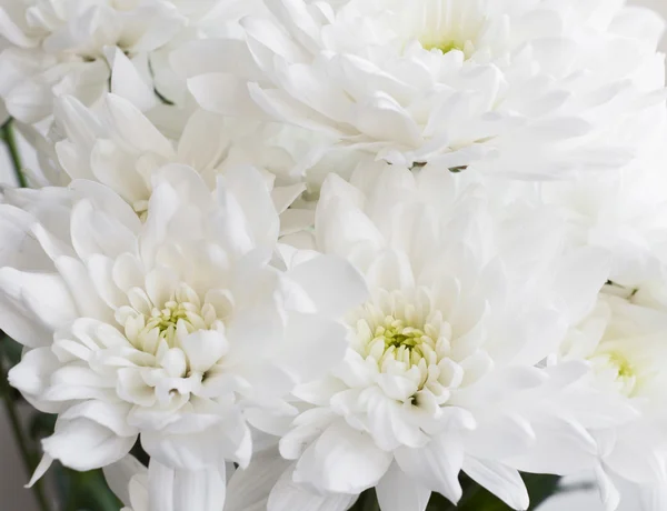 Bílé chrysanthemum — Stock fotografie