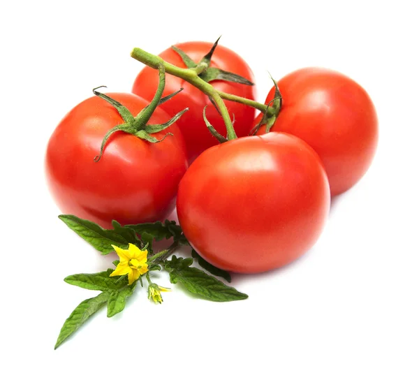 Tomates — Foto de Stock