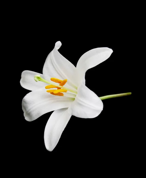 White lily — Stock Photo, Image