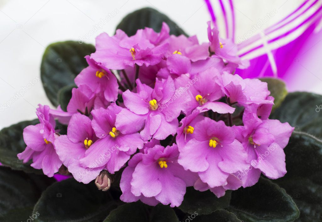 African Violet Flowers Stock Photo by ©ls992007 49112259