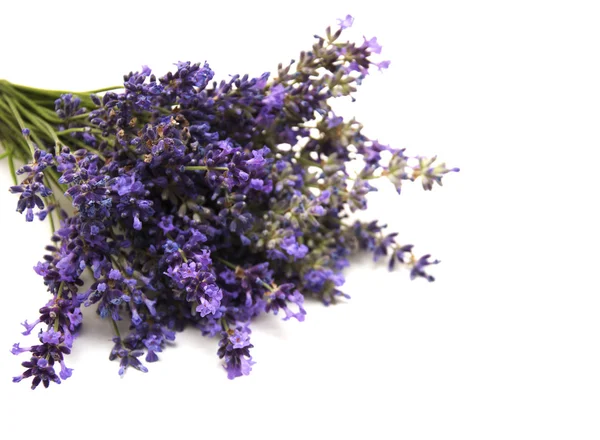 Bunch of lavender flowers — Stock Photo, Image