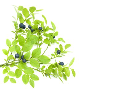 Yaban mersinli Şubesi